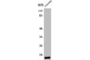 Western Blot analysis of COLO205 cells using Brp44L Polyclonal Antibody (BRP44L anticorps  (N-Term))