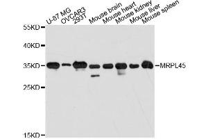 Western blot analysis of extracts of various cell lines, using MRPL45 antibody (ABIN6293990) at 1:3000 dilution.