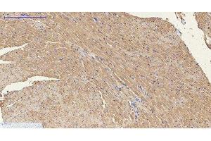 Immunohistochemistry of paraffin-embedded Mouse heart tissue using ENO2 Monoclonal Antibody at dilution of 1:200. (ENO2/NSE anticorps)