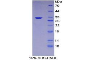 SDS-PAGE analysis of Mouse Kruppel Like Factor 4, Gut (KLF4) Protein. (KLF4 Protéine)