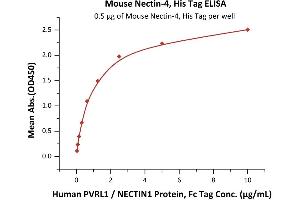 Immobilized Mouse Nectin-4, His Tag (ABIN6933656,ABIN6938822) at 5 μg/mL (100 μL/well) can bind Human PVRL1 / NECTIN1 Protein, Fc Tag with a linear range of 0. (PVRL4 Protein (AA 31-347) (His tag))