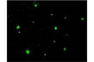 Immunofluorescence staining of HeLa cells using Acinus Antibody  at 10 μg/ml. (ACIN1 anticorps)
