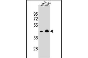 OR10A4 Antibody (C-term) (ABIN654817 and ABIN2844490) western blot analysis in Jurkat,K562 cell line lysates (35 μg/lane). (OR10A4 anticorps  (C-Term))