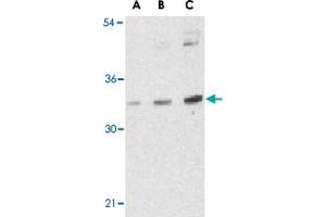 Western blot analysis of BMI1 in K-562 cell lysate with BMI1 polyclonal antibody  at (A) 0. (BMI1 anticorps  (Internal Region))
