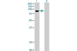 Western Blot analysis of SCYL3 expression in transfected 293T cell line by SCYL3 MaxPab polyclonal antibody. (SCYL3 anticorps  (AA 1-688))