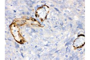 Immunohistochemistry (Paraffin-embedded Sections) (IHC (p)) image for anti-Indoleamine 2,3-Dioxygenase 1 (IDO1) (AA 37-69), (N-Term) antibody (ABIN3043857)