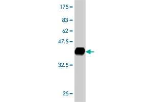 Western Blot detection against Immunogen (36.