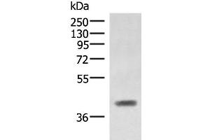 Western blot analysis of Mouse liver tissue lysate using SAMSN1 Polyclonal Antibody at dilution of 1:1000 (SAMSN1 anticorps)
