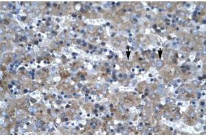 Immunohistochemical staining (Formalin-fixed paraffin-embedded sections) of human liver with LHX6 polyclonal antibody . (LHX6 anticorps  (AA 287-336))