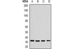 Western blot analysis of Syntenin expression in SW480 (A), THP1 (B), Raji (C), mouse liver (D) whole cell lysates.