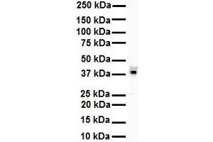 WB Suggested Anti-HNRPA3 antibody Titration: 1 ug/mL Sample Type: Human Daudi