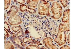 Immunohistochemistry of paraffin-embedded human kidney tissue using ABIN7149126 at dilution of 1:100 (UBXN11 anticorps  (AA 38-146))