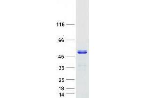Validation with Western Blot