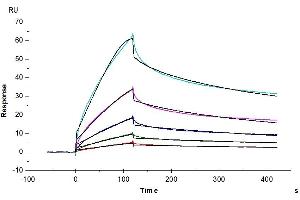 Anti-CDH17 Antibody, hFc-Avi Tag captured on CM5 Chip via Protein A can bind Cynomolgus CDH17, His Tag with an affinity constant of 13.