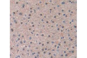 Used in DAB staining on fromalin fixed paraffin- embedded Kidney tissue (LIG1 anticorps  (AA 484-663))