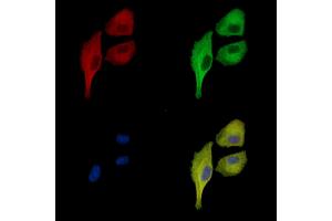 ABIN7096996 and ABIN7101063 staining  cells by IF/ICC. (PARG1 anticorps)