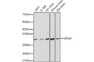 Western blot analysis of extracts of various cell lines, using VPS24 Rabbit mAb (ABIN7266291) at 1:1000 dilution. (CHMP3 anticorps)