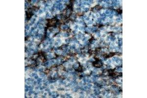 Immunohistochemical analysis of CD19 staining in human tonsil formalin fixed paraffin embedded tissue section. (CD19 anticorps)