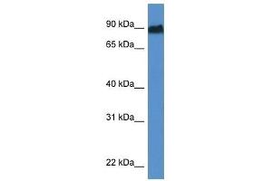 Western Blot showing Sik1 antibody used at a concentration of 1. (SIK1 anticorps  (Middle Region))