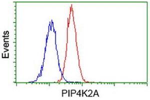 Image no. 5 for anti-Phosphatidylinositol-5-Phosphate 4-Kinase, Type II, alpha (PIP4K2A) antibody (ABIN1500226) (PIP4K2A anticorps)