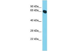 Host: Rabbit  Target Name: Nae1  Sample Tissue: Mouse Lung lysates  Antibody Dilution: 1.