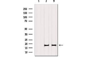 Western blot analysis of extracts from various samples, using Histone H3. (Histone H3.1 anticorps)