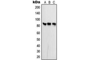 Western blot analysis of PFKP expression in MCF7 (A), NIH3T3 (B), rat brain (C) whole cell lysates. (PFKP anticorps  (Center))