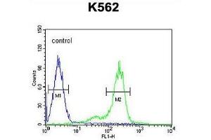ZN572 Antibody (C-term) flow cytometric analysis of K562 cells (right histogram) compared to a negative control cell (left histogram). (ZNF572 anticorps  (C-Term))
