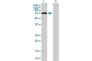 Western Blot analysis of R3HDM2 expression in transfected 293T cell line by R3HDM2 MaxPab polyclonal antibody. (R3HDM2 anticorps  (AA 1-637))