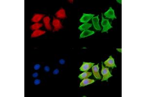 ABIN7095021 and ABIN7099077 staining HepG2 cells by IF/ICC. (PI15 anticorps)