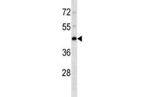 PDK4 antibody western blot analysis in K562 lysate.