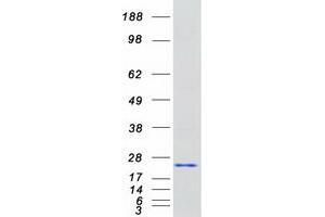 Validation with Western Blot