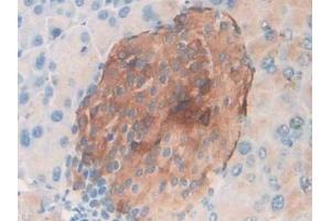 Detection of MIP3a in Mouse Pancreas Tissue using Polyclonal Antibody to Macrophage Inflammatory Protein 3 Alpha (MIP3a)