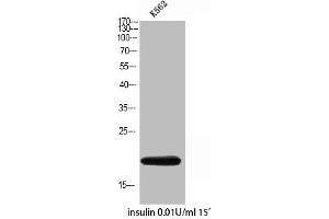 Western Blot analysis of K562 insulin 0. (COX4I2 anticorps  (Internal Region))
