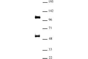 TAZ / WWTR1 antibody (pAb) tested by Western blot Nuclear extract of A-431 cells (30 µg) probed with TAZ / WWTR1 antibody (1:500).