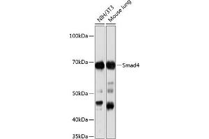 Western blot analysis of extracts of various cell lines, using Smad4 antibody (ABIN7270340) at 1:1000 dilution. (SMAD4 anticorps)