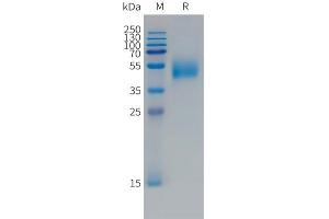 Human F(745-847)Protein, mFc Tag on SDS-PAGE under reducing condition.