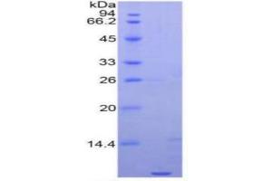 SDS-PAGE of Protein Standard from the Kit  (Highly purified E.