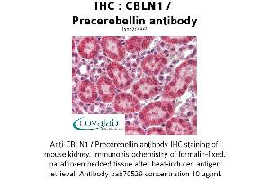Image no. 3 for anti-Cerebellin 1 Precursor (CBLN1) antibody (ABIN1732717) (CBLN1 anticorps)