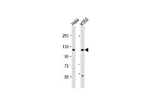 All lanes : Anti-DDX11 Antibody (C-term) at 1:1000 dilution Lane 1: Hela whole cell lysate Lane 2: K562 whole cell lysate Lysates/proteins at 20 μg per lane. (DDX11 anticorps  (C-Term))