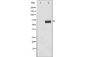Western blot analysis of p70 S6 Kinase phosphorylation expression in EGF treated NIH-3T3 whole cell lysates,The lane on the left is treated with the antigen-specific peptide. (RPS6KB1 anticorps  (pThr421))