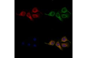 ABIN6259135 and ABIN6275366 staining Hela cells by IF/ICC. (nectin-3 anticorps  (Internal Region))