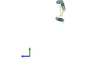 AlphaFold protein structure predicition of Mouse Recombinant Mrfap1 Protein, UniprotID Q9CQL7