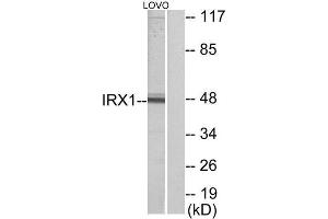 Western Blotting (WB) image for anti-Iroquois Homeobox Protein 1 (IRX1) (Internal Region) antibody (ABIN1849496) (IRX1 anticorps  (Internal Region))