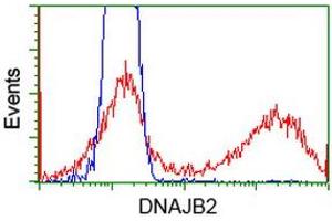 Image no. 2 for anti-DnaJ (Hsp40) Homolog, Subfamily B, Member 2 (DNAJB2) antibody (ABIN1497869) (DNAJB2 anticorps)