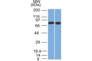 Western Blot Analysis of HeLa and MCF-7 cell lysate using Calnexin Mouse Monoclonal Antibody (CANX/1541).