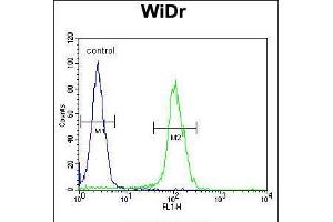 Flow cytometric analysis of WiDr cells (right histogram) compared to a negative control cell (left histogram). (BEX1 anticorps  (AA 63-90))