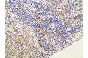 ABIN6277691 at 1/100 staining rat splenic tissue sections by IHC-P. (Ephrin B2 anticorps  (C-Term))