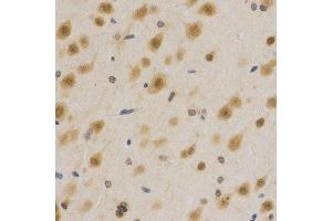 Immunohistochemistry of paraffin-embedded rat brain using ELAVL1 Antibody.