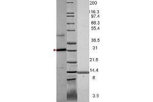 VEGF Human Recombinant Protein - SDS-PAGE. (VEGF121 Protéine)